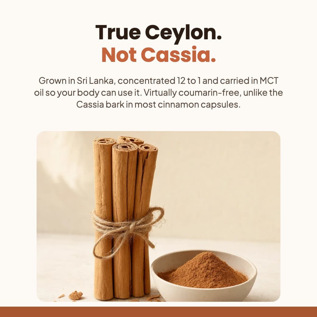 Ceylon Cinnamon 7200mg Equivalent with MCT Oil